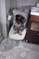 Miniature Schnauzer sitting on pan after tearing toilet paper photo