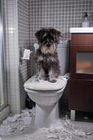 Cute purebred dog sitting on toilet with torn paper photo