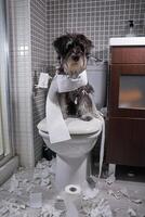 Miniature Schnauzer sitting on toilet bowl with torn paper in bathroom photo