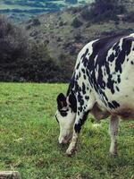 White cow grazing on grassy hill in Menorca photo
