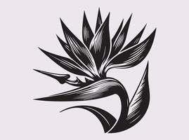 Graceful Black Silhouette of Bird of Paradise Flower for Artistic Designs vector
