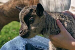 Crop person caressing dwarf goat in farmyard photo