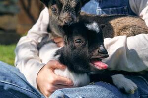 Anonymous person caressing adorable little goats on lawn in farm photo
