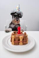 Cute purebred dog sitting at table with cake photo