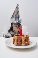 Adorable dog with cap sitting at table with cake photo