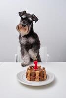 Cute purebred dog with birthday cake at table photo