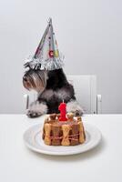 Cute purebred dog with cake sitting and waiting for celebration photo