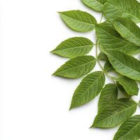 Green Leaves on White Background photo