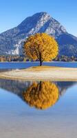 Autumn Tree Reflection in Calm Lake with Mountain photo