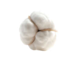 Close up of a fresh, peeled mangosteen fruit, showcasing its white segments. png