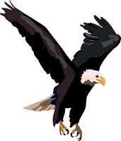 Powerful bald eagle gracefully landing, showcasing its wingspan and sharp talons vector