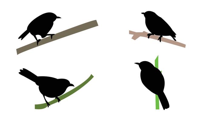 African hill babbler bird Silhouette Collection
