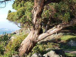 Eucalyptus Tree In Park With Bay In Background photo
