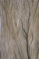 Background of abstract tree formations in the sand of a beach photo