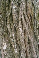 Background of fractal plant patterns on the bark of a chestnut tree photo