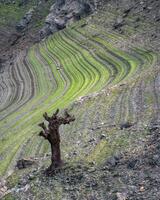 The seasonal decline of the waters of a reservoir reveals horizontal lines and petrified tree trunks photo