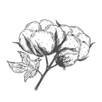 cotton branches. 100 eco. Cotton flower buds in vintage engraved style. Botanical art isolated on white background. Use for print, poster, decoration and other design. vector