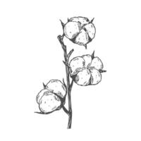 hand drawn set of cotton branches. 100 eco. Cotton flower buds in vintage engraved style. Botanical art isolated on white background. Use for print vector