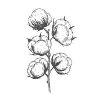 hand drawn set of cotton branches. 100 eco. Cotton flower buds in vintage engraved style. Botanical art isolated on white background. Use for print, poster, decoration and other design. vector