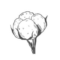 Cotton flower. Floral. Isolated illustration element. hand drawing wildflower for background, texture, wrapper pattern, frame or border. vector