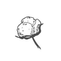 Cotton flower. Floral botanical flower. Isolated illustration element. hand drawing wildflower for background, texture, wrapper pattern vector