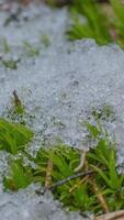 Macro time-lapse shot of shiny particles of melting snow and open green grass, leaves and pine needles.. Change of season from winter to spring in the forest, vertical footage video
