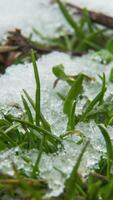 Macro time-lapse shot of shiny melting snow particles turning into liquid water and unveiling green grass and leaves. Change of season from winter to spring in the forest. Macro shot, vertical footage video