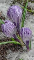 Time lapse melting snow and crocus bloom in spring. Macro shot, vertical footage video