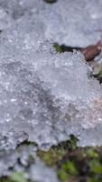 Macro time-lapse shot of shiny particles of melting snow and open green grass and leaves, change of season from winter to spring in the forest, vertical footage video