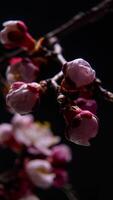 Time lapse of the blossoming of white petals of a Apricot flower on black background. Spring time lapse of opening beautiful flowers on branches Apricot tree. Macro shot, vertical footage. video
