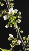 Time lapse of Spring flowers opening. Beautiful Spring apple-tree blossom open. White flowers bloom on black background. Macro shot, vertical footage. video