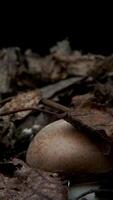 Time lapse of Mushrooms Growing, Fresh New Champignon Mushroom Sprout from the ground. Macro shot, vertical footage video