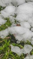 Macro time-lapse shot of shiny particles of melting snow and open green grass and leaf. Change of season from winter to spring in the forest, vertical footage video