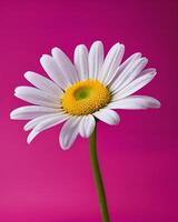 Daisy on solid purple background photo