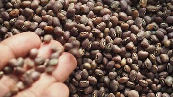 Exploring the rich textures of dried beans in a farmer's market video