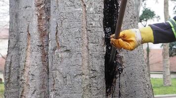 Workers extract resin from a pine tree in a forest location video