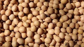 Soybeans Texture Background video