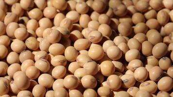 Soy beans seed video