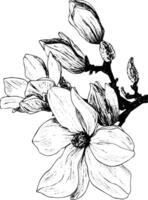 Ink drawing magnolia flower on the branch outline hand drawn clipart isolated vector