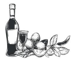 Bottle of Italian liqueur Nocino, glass with aperitif. walnut in engraving technique. Unripe walnut seeds whole and halves, leaves and branches. Linear sketch in black ink on white background. vector