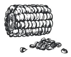 corn cobs and kernels. Linear sketch of corn lying on the table. Old drawing in retro engraving style. Hand drawn realistic ink sketch. Line drawing of popcorn. vector