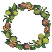 Round frame of hand drawn walnuts. illustration in color engraving technique. Design for nut paste, oil, liqueur. Walnuts in the skin and peeled kernels, leaves are collected in a wreath. vector