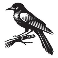 Beautiful Clarks Nutcracker Bird Illustration for Crafts vector