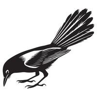 Clarks Nutcracker Bird Illustration for Educational Materials vector