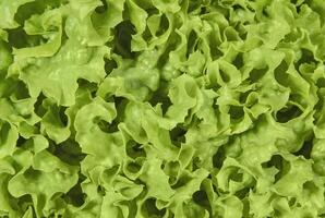 Curly lettuce close up photo