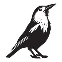 Clarks Nutcracker Bird Illustration for Nature Lovers vector