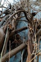 Natural vines intertwining on a blue wall create an artistic texture in an urban setting during autumn photo