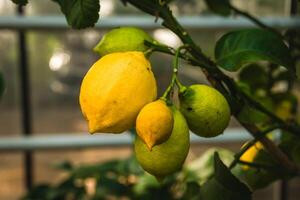 Fresh lemons and limes growing on a tree in a greenhouse during daylight hours photo