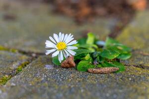 Daisy blooms through cracks in stone pathway surrounded by green leaves during springtime photo