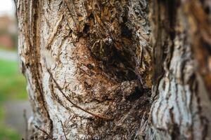 Close-up view of textured tree bark showcasing intricate patterns and natural tones in a serene outdoor setting photo